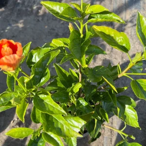 Florida Sunset Hibiscus Live Plant – 1ft Tall in 1 Gallon Pot – Outdoor - Image 3