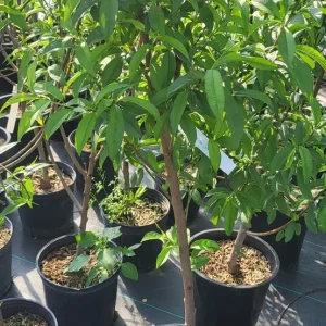 Flowering Peach Tree Live Plant – 5 Gallon, 3-4 Feet Tall – Outdoor - Image 5