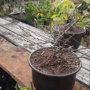 Flowering Quince Live Plant - Chaenomeles Speciosa - 1 Gallon Pot - Image 2