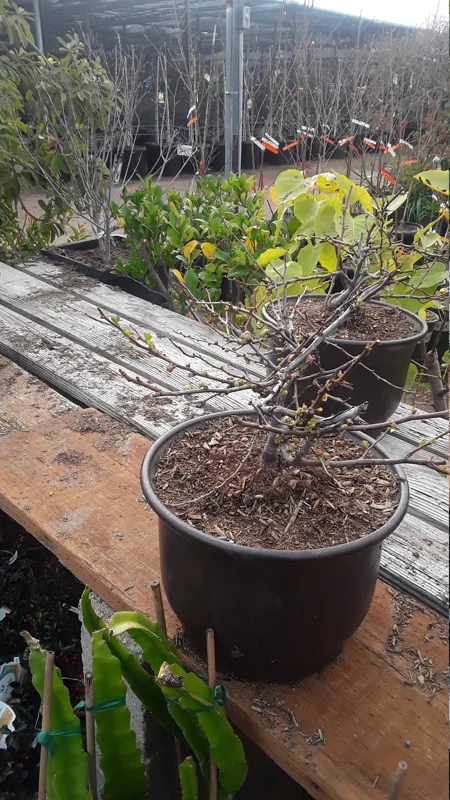 Flowering Quince Live Plant - Chaenomeles Speciosa - 1 Gallon Pot - Image 2