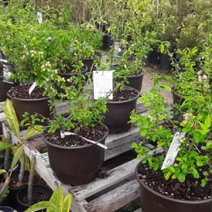 Flowering Quince Live Plant (Chaenomeles Speciosa) – 1 Gallon Pot – Outdoor Shrub - Image 2