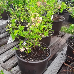 Flowering Quince Live Plant (Chaenomeles Speciosa) – 1 Gallon Pot – Outdoor Shrub - Image 1