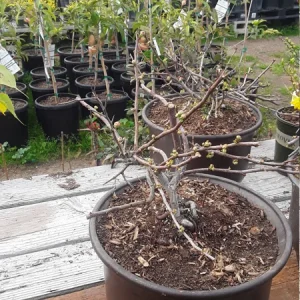 Flowering Quince Live Plant - Chaenomeles Speciosa - 1 Gallon Pot - Image 3