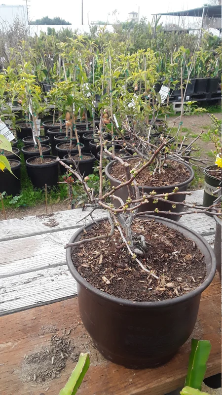 Flowering Quince Live Plant - Chaenomeles Speciosa - 1 Gallon Pot - Image 3