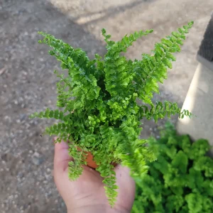 Fluffy Ruffles Fern Live Plant - Nephrolepis Exaltata, 2in Pot, Indoor - Image 3