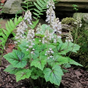 Foamflower Tiarella Cordifolia Bare-root Plant – White Flowers – Shade Garden - Image 1
