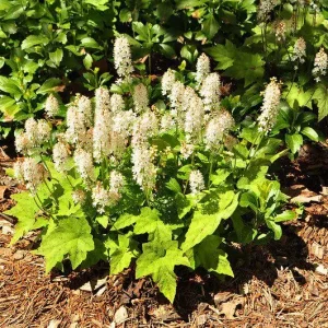 Foamflower Tiarella Cordifolia Live Plant - Heart-Leaved Foamflower 4 inch Pot - Outdoor Shade Perennial - Image 2