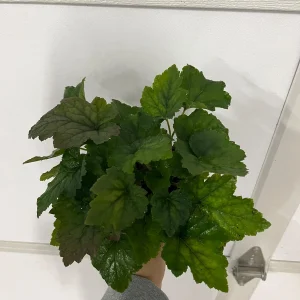 Foamflower Tiarella Cordifolia Live Plant - Heart-Leaved Foamflower 4 inch Pot - Outdoor Shade Perennial - Image 4