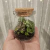 Foliage Terrarium Kit with 3 Assorted Live Plants - Indoor Decoration - Image 1
