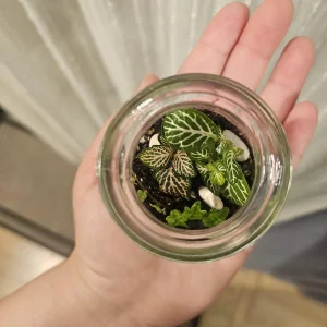 Foliage Terrarium Kit with 3 Assorted Live Plants - Indoor Decoration - Image 2