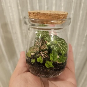 Foliage Terrarium Kit with 3 Assorted Live Plants - Indoor Decoration - Image 3
