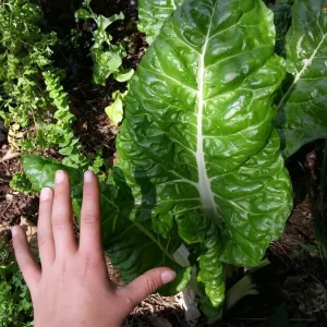 Fordhook Giant Swiss Chard Seeds - Organic Heirloom Non-GMO, 24,000 Seeds - Image 2