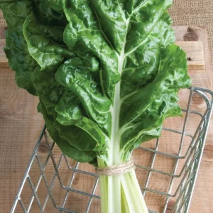 Fordhook Giant Swiss Chard Seeds - Organic Heirloom Non-GMO, 24,000 Seeds - Image 3
