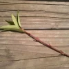 Forsythia Bush Unrooted Cuttings - Set of 12, 6-8 Inches Tall, Outdoor Shrubs - Image 1