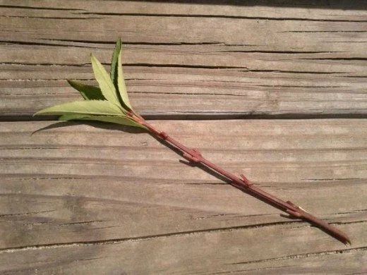 Forsythia Bush Unrooted Cuttings - Set of 12, 6-8 Inches Tall, Outdoor Shrubs - Image 2