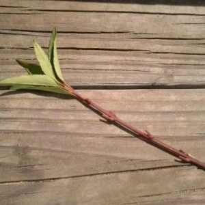 Forsythia Bush Unrooted Cuttings - Set of 12, 6-8 Inches Tall, Outdoor Shrubs - Image 5