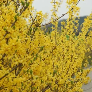Forsythia Bush Unrooted Cuttings - Set of 12, 6-8 Inches Tall, Outdoor Shrubs - Image 7