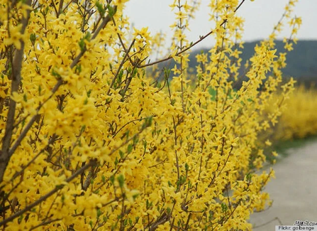 Forsythia Bush Unrooted Cuttings - Set of 12, 6-8 Inches Tall, Outdoor Shrubs - Image 7