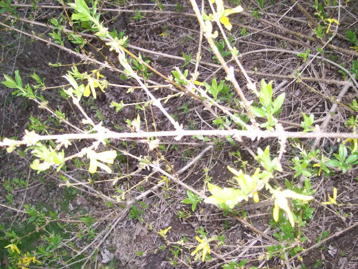 Forsythia Bush Unrooted Cuttings - Set of 12, 6-8 Inches Tall, Outdoor Shrubs - Image 8