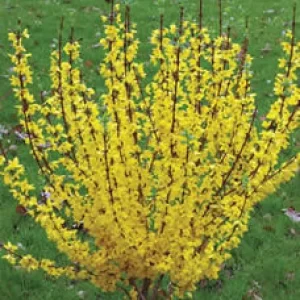 Forsythia Live Plant 4