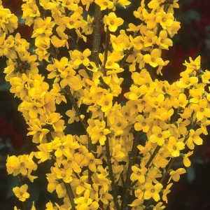 Forsythia Live Plant 4