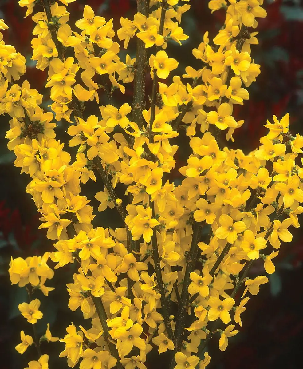 Forsythia Live Plant 4" Pot - Compact Show Off for Superior Blooms - Image 1