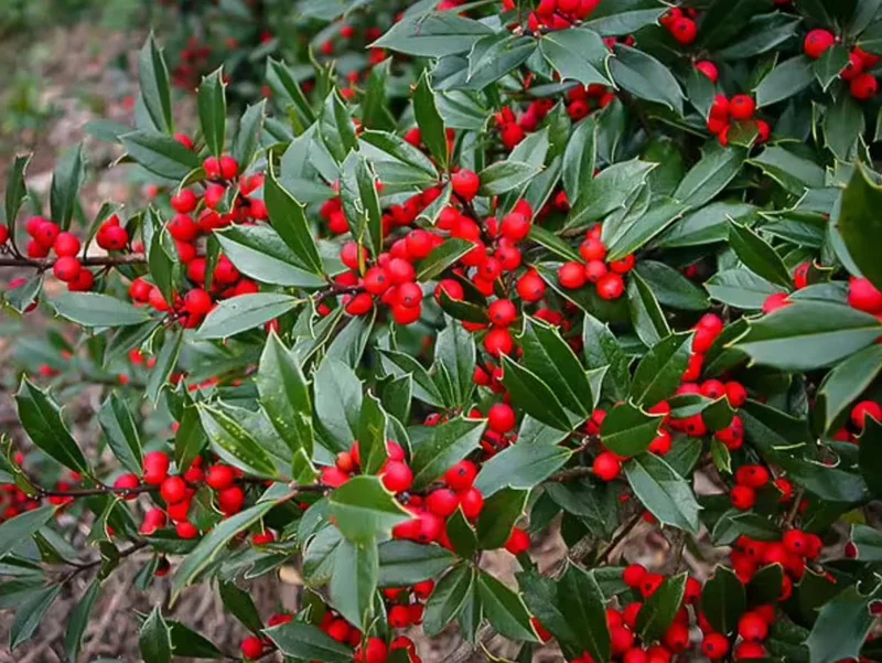 Foster Holly Live Plant – Evergreen Tree Seedling 6-12" Tall – Outdoor Shrub - Image 2