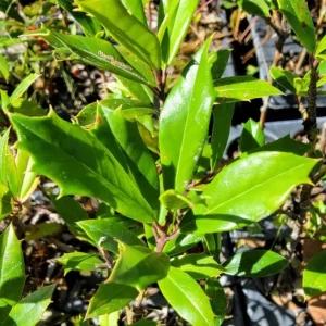 Foster Holly Live Plant – Evergreen Tree Seedling 6-12