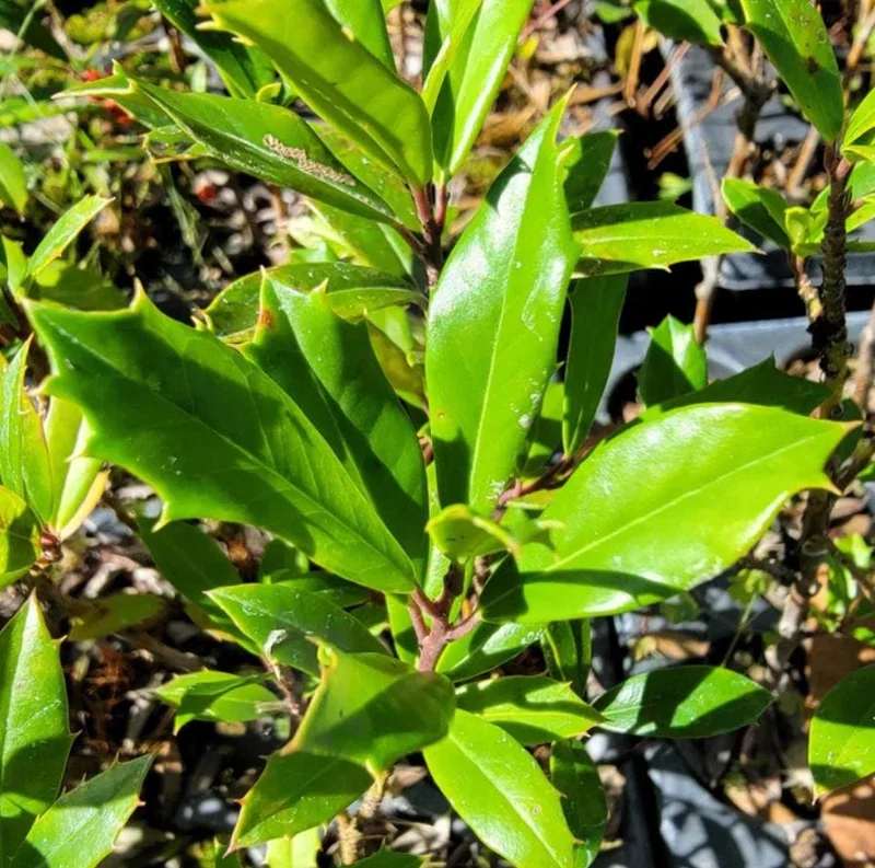 Foster Holly Live Plant – Evergreen Tree Seedling 6-12" Tall – Outdoor Shrub - Image 3