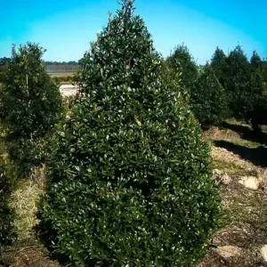 Foster Holly Live Plant – Evergreen Tree Seedling 6-12