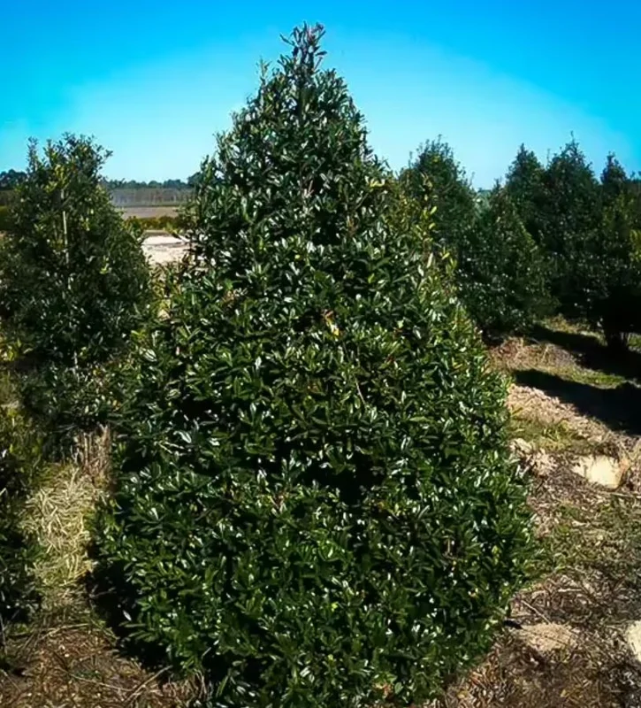 Foster Holly Live Plant – Evergreen Tree Seedling 6-12" Tall – Outdoor Shrub - Image 4