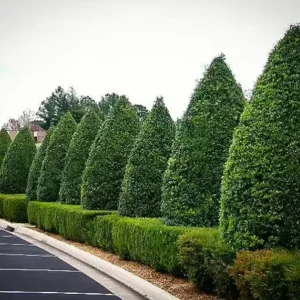 Foster Holly Live Plant – Evergreen Tree Seedling 6-12