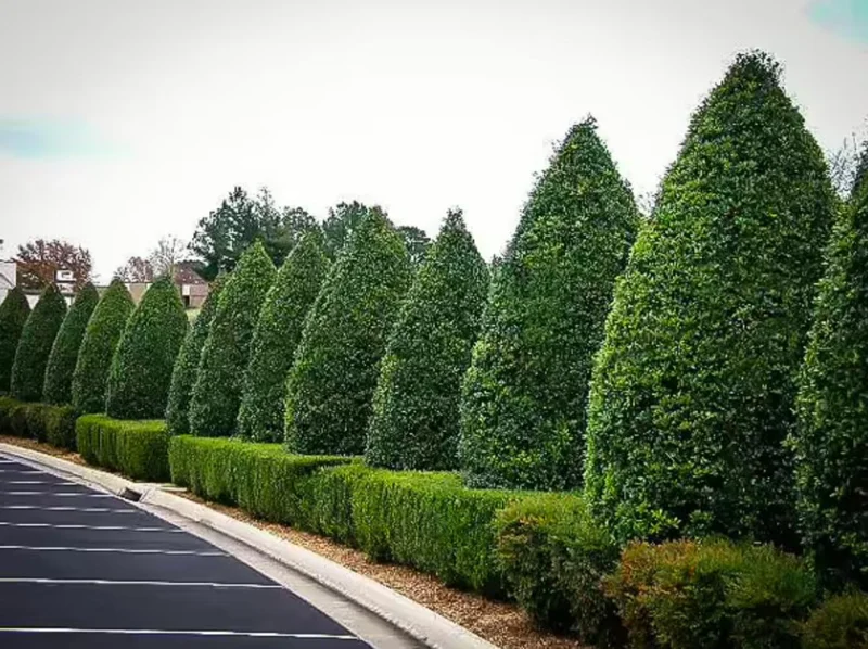 Foster Holly Live Plant – Evergreen Tree Seedling 6-12" Tall – Outdoor Shrub - Image 5