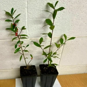 Foster Holly Live Plant – Evergreen Tree Seedling 6-12