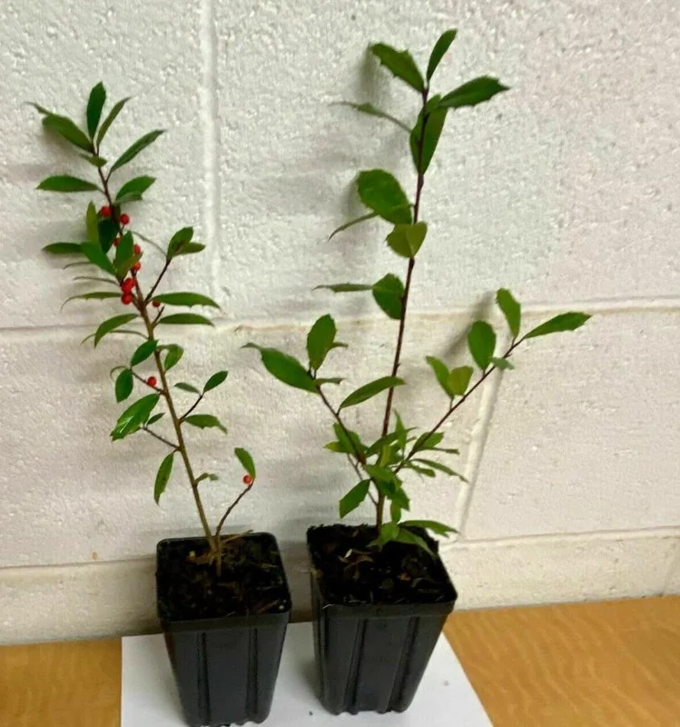 Foster Holly Live Plant – Evergreen Tree Seedling 6-12" Tall – Outdoor Shrub - Image 6