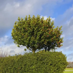 Foster Holly Live Plant – Evergreen Tree Seedling 6-12