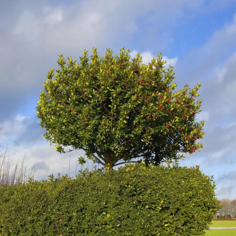 Foster Holly Live Plant – Evergreen Tree Seedling 6-12" Tall – Outdoor Shrub - Image 7