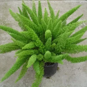 Foxtail Fern Live Plant - Asparagus meyerii - 4
