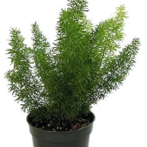 Foxtail Fern Live Plant - Asparagus meyerii - 4