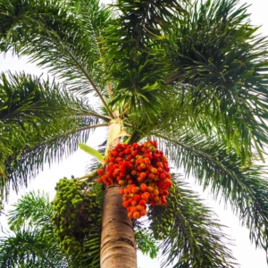 Foxtail Palm Tree Live Plant – Wodyetia Bifurcata – 3 Gallon Pot – Outdoor Tropical Palm - Image 2