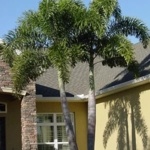 Foxtail Palm Tree Live Plant – Wodyetia Bifurcata – 3 Gallon Pot – Outdoor Tropical Palm - Image 1