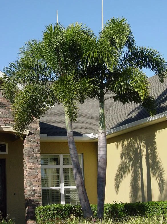 Foxtail Palm Tree Live Plant – Wodyetia Bifurcata – 3 Gallon Pot – Outdoor Tropical Palm - Image 1