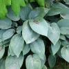 Fragrant Blue Hosta Bareroot Plant - Blue Foliage Perennial for Shade - Image 1