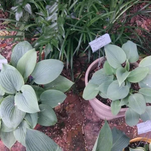 Fragrant Blue Hosta Bareroot Plant - Blue Foliage Perennial for Shade - Image 2