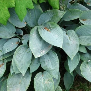 Fragrant Blue Hosta Bareroot Plant - Blue Foliage Perennial for Shade - Image 1