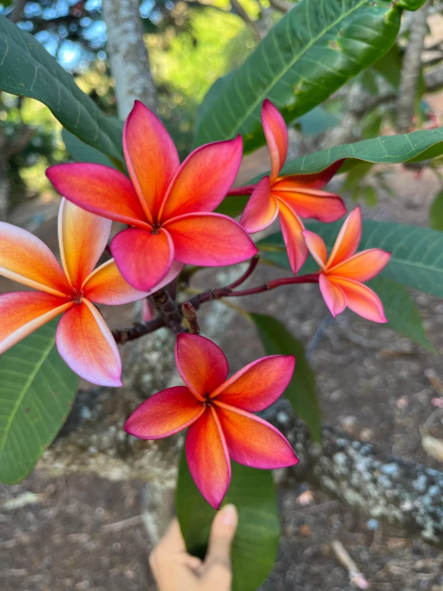 Fragrant Frangipani 'Angus Gold' Plumeria Unrooted Cutting 10-12 in - Tropical Flower - Image 1