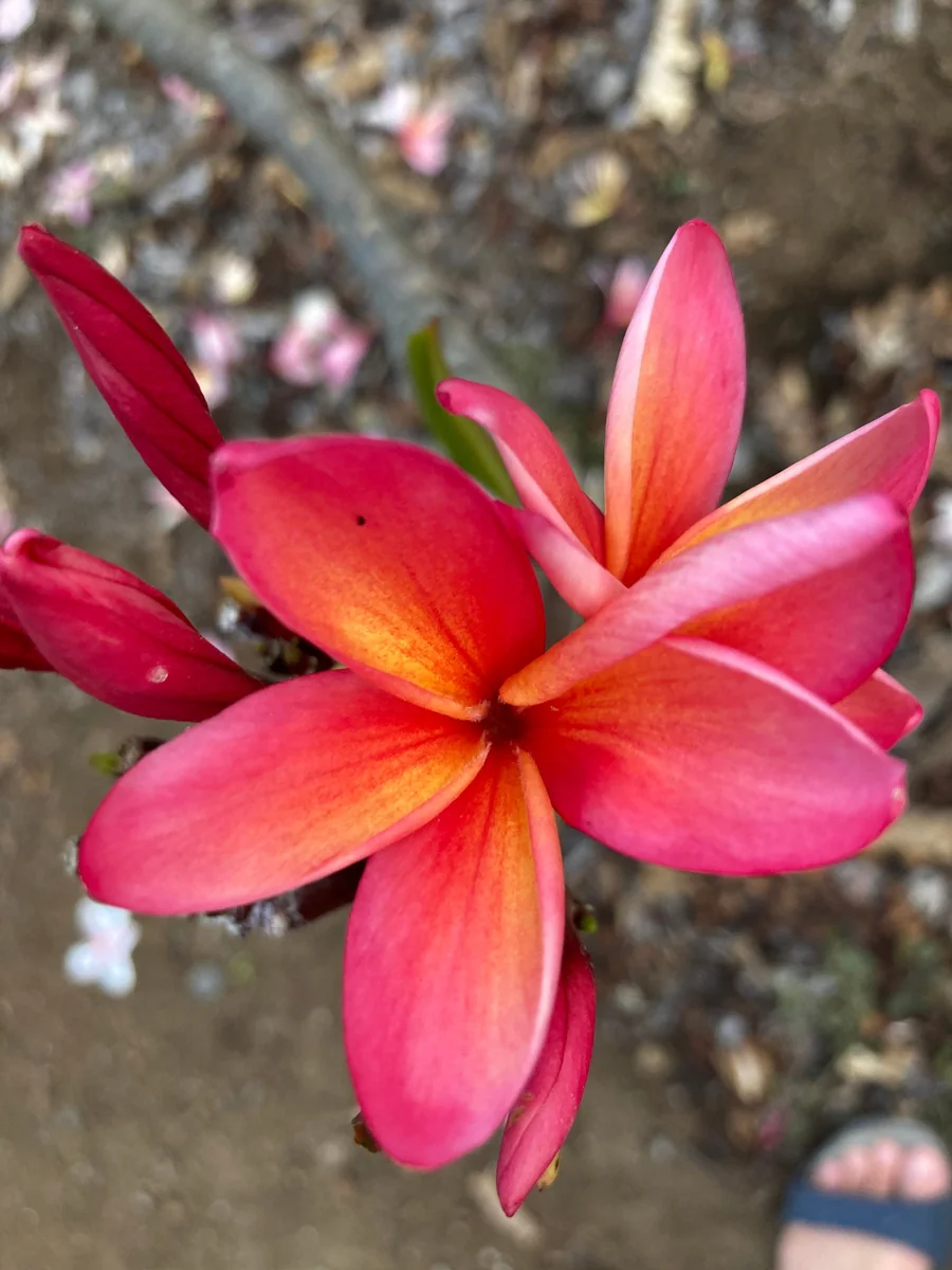 Fragrant Frangipani 'Angus Gold' Plumeria Unrooted Cutting 10-12 in - Tropical Flower - Image 3