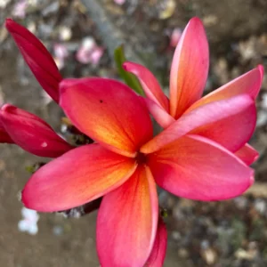Fragrant Frangipani 'Angus Gold' Plumeria Unrooted Cutting 10-12 in - Tropical Flower - Image 3