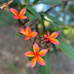 Fragrant Frangipani 'Angus Gold' Plumeria Unrooted Cutting 10-12 in - Tropical Flower - Image 4