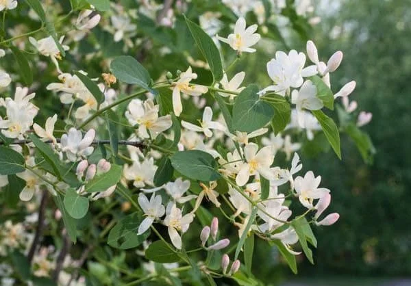 Fragrant Honeysuckle Bush Bare Root Plant – 2 Pack, 1-2 ft Tall, Outdoor Shrub - Image 2